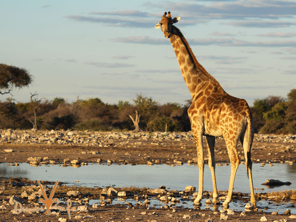 Damaraland
