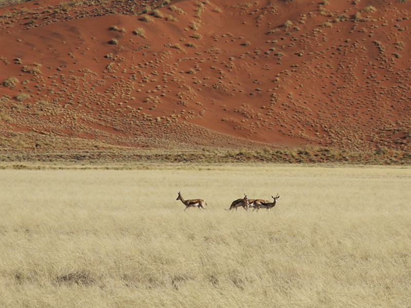 Windhoek - Kalahari self drive tour