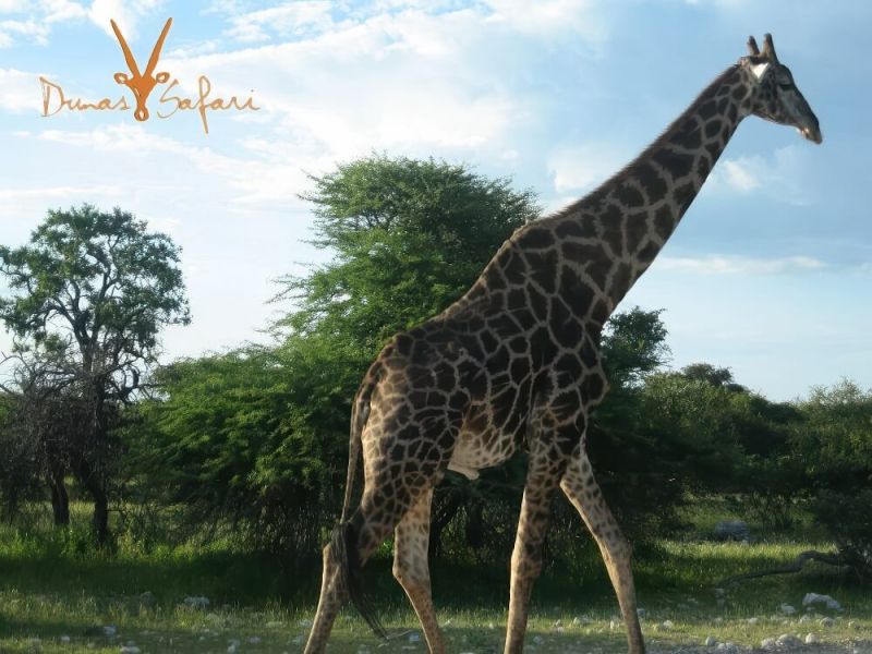 wild-namibia-01