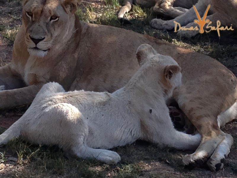 kruger-royal-06