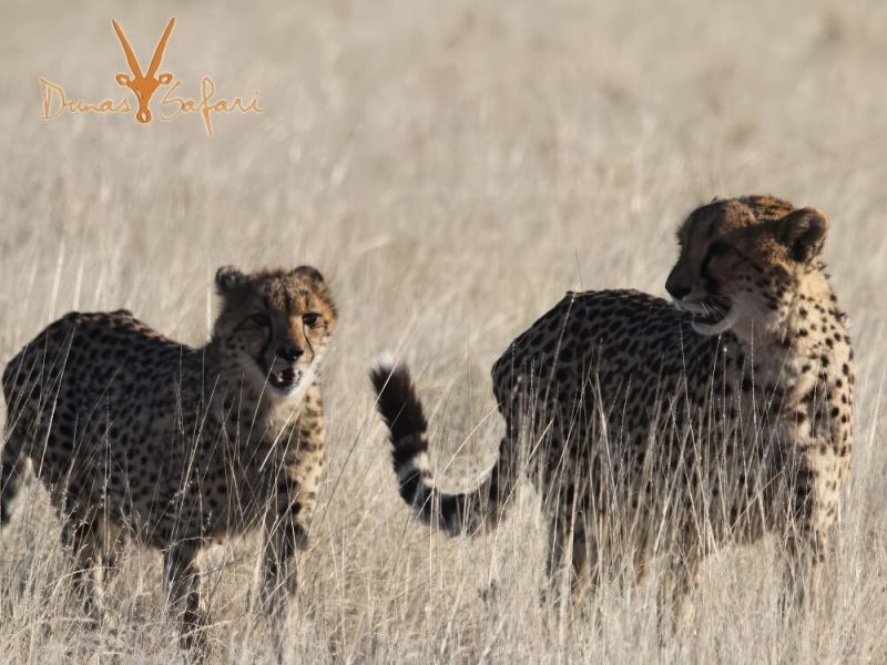safari-dunes-04