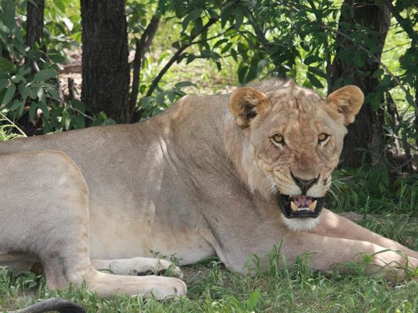 Lioness on a Namibian Safari Tour