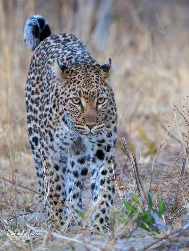 victoria-falls-02