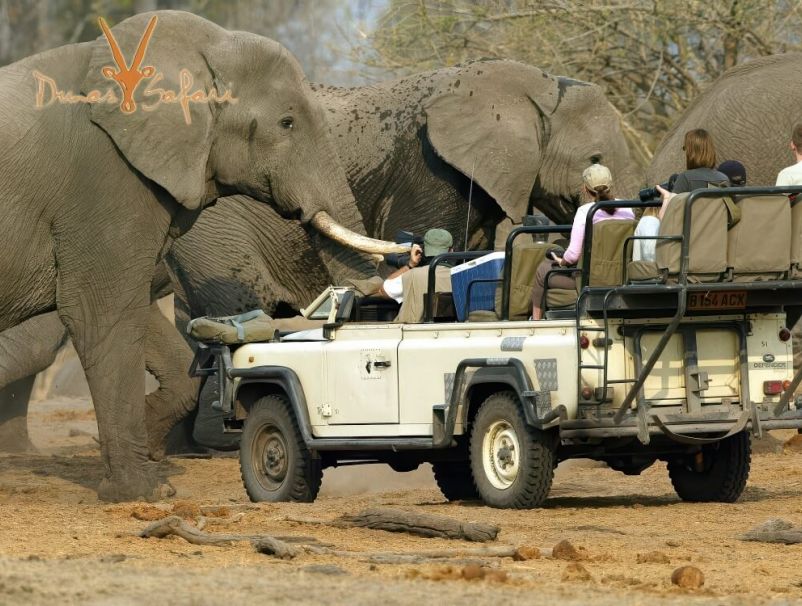 Wild Namibia Safari