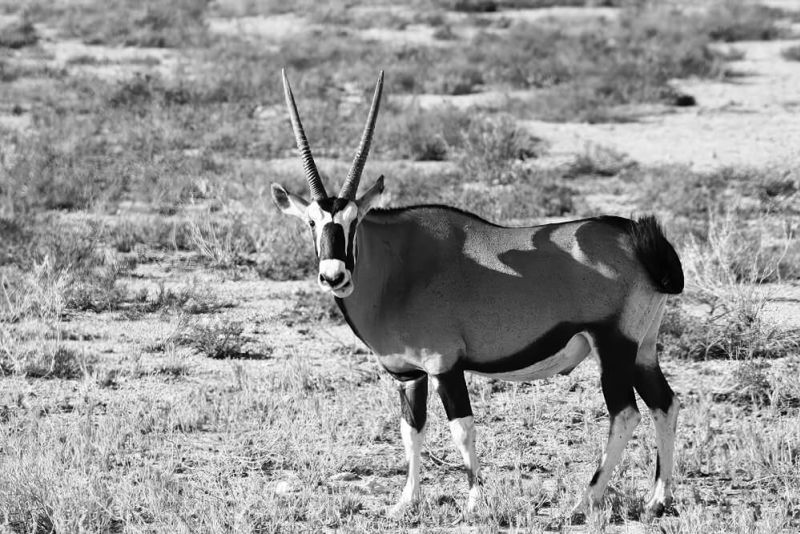 wild-namibia-04