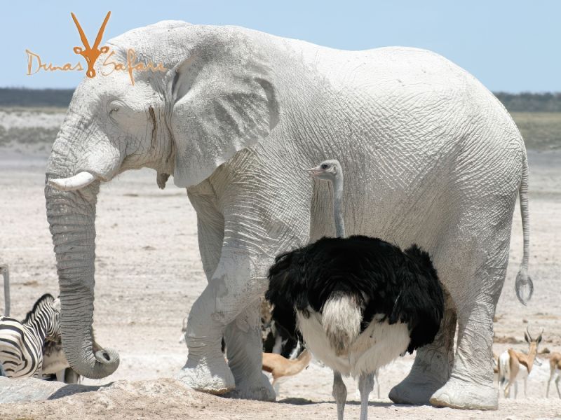 etosha-08