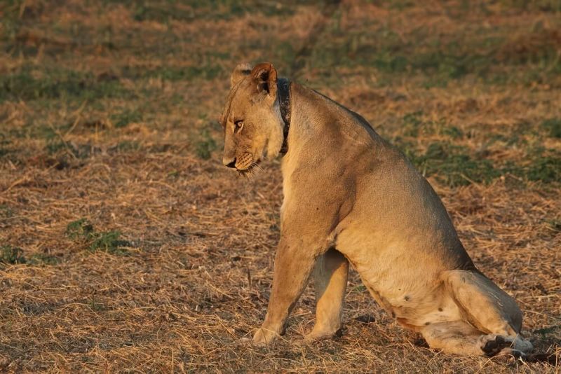 glamping-namibia-04