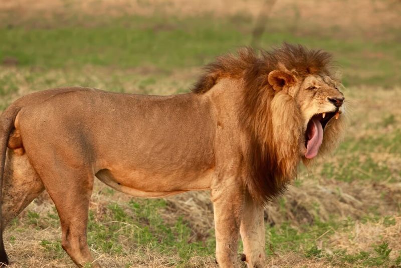 wild-namibia-03