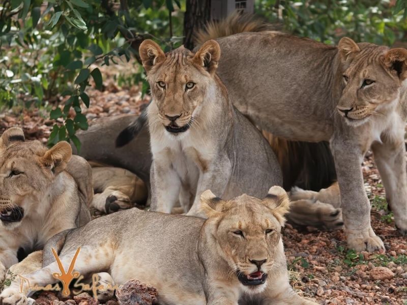 namibia-journey-01