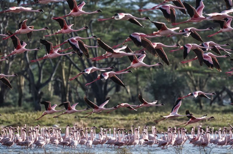 naivasha-24