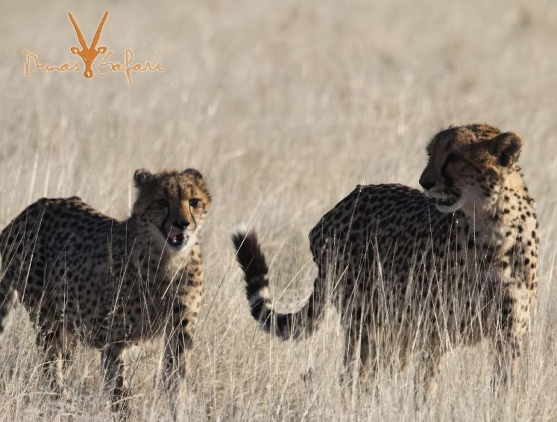 Etosha & Swakopmund