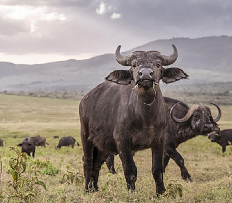 naivasha-04