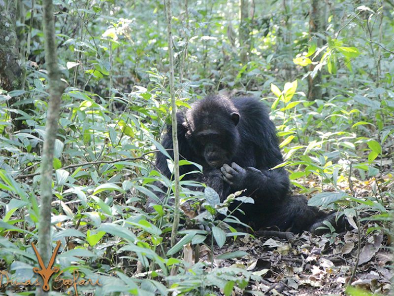 Uganda Safari Tour