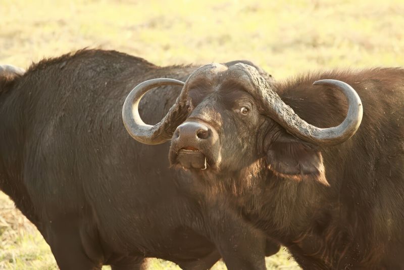etosha-02