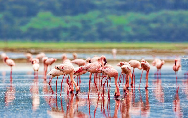naivasha-23