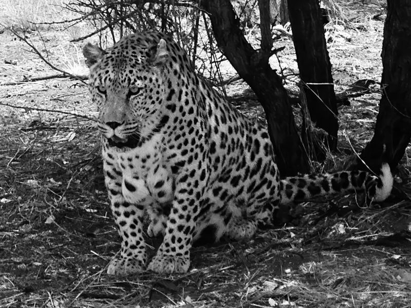glamping-namibia-06