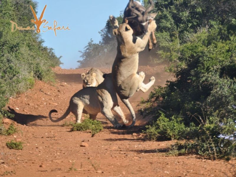 kruger-royal-05